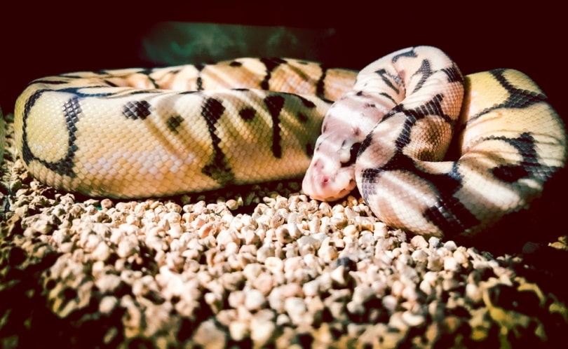 Killer bee ball python