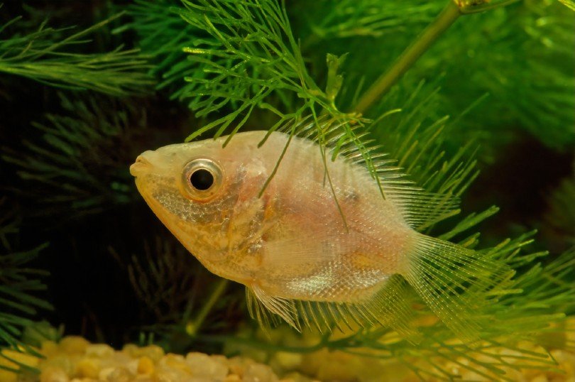 Kissing gourami