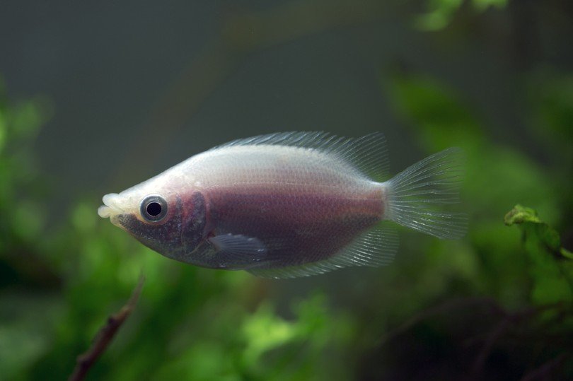 Kissing gourami