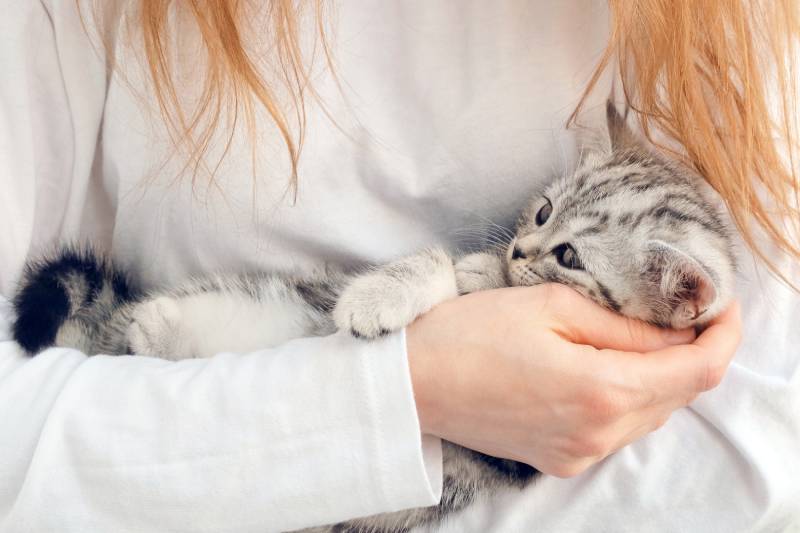 Kitten in the arms of a girl
