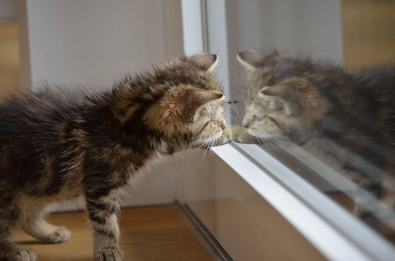 Kitten seeing himself on the window