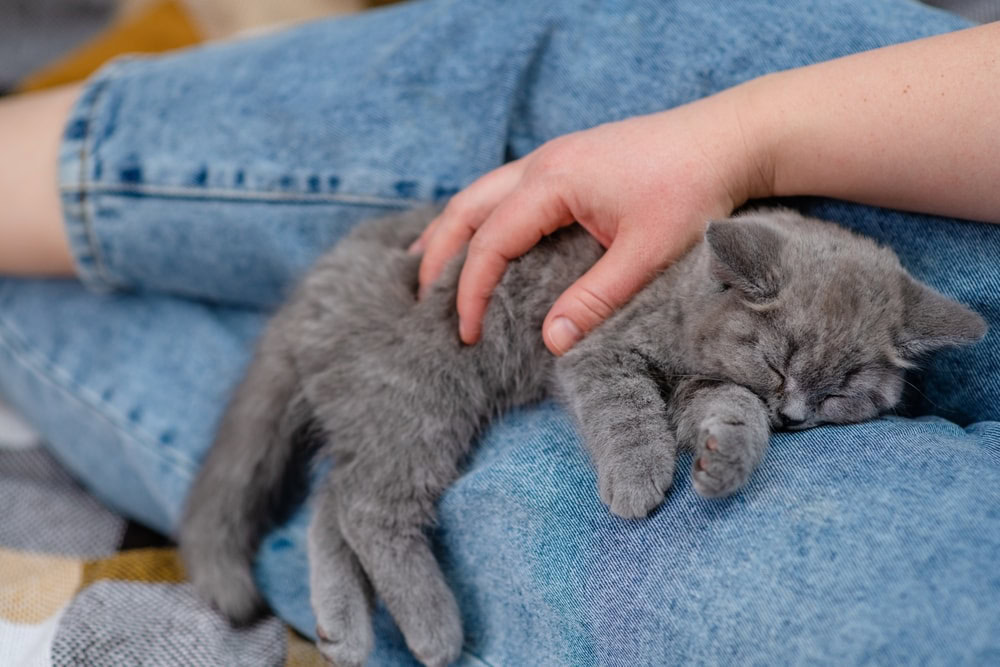 Kitten sleeps on lap