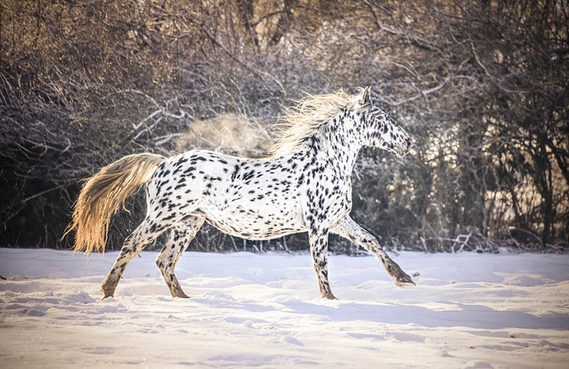 Knabstrupper in winter