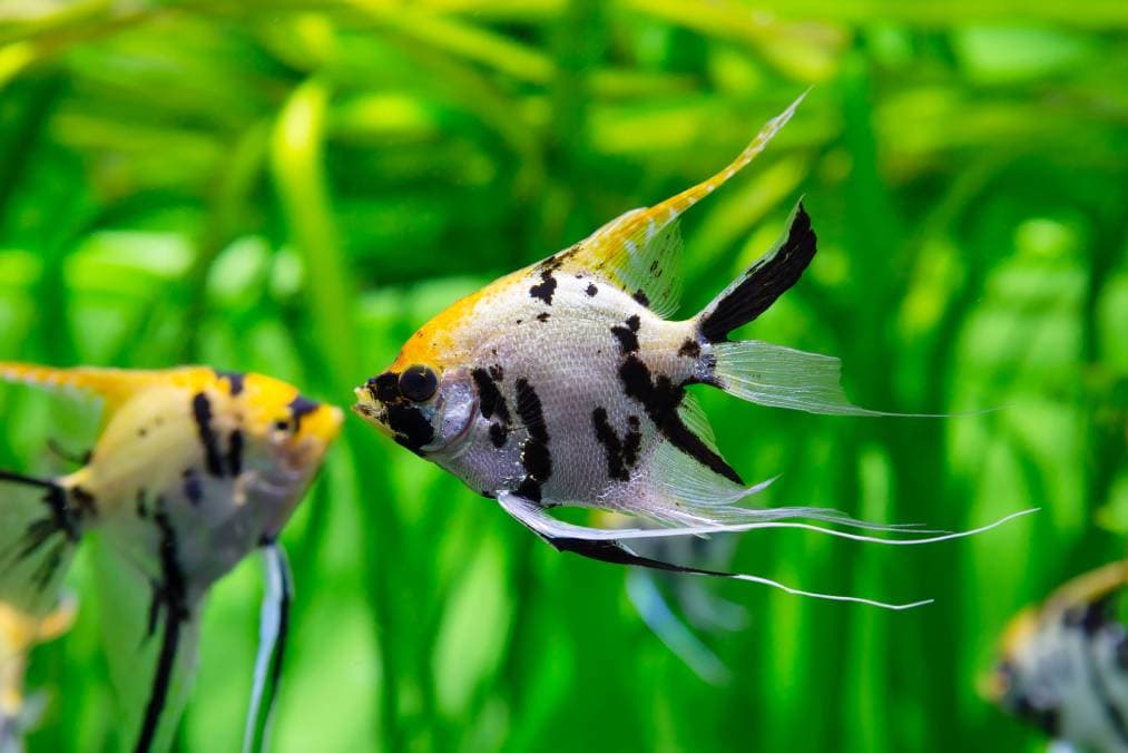Koi Angel Fish
