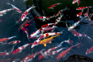 Koi Fish In pond_Piqsels
