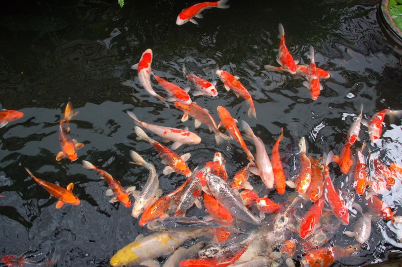 Koi Fish Pond