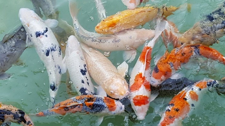 Koi Fish