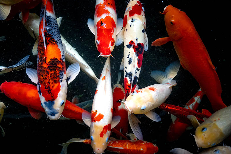 Koi Fish
