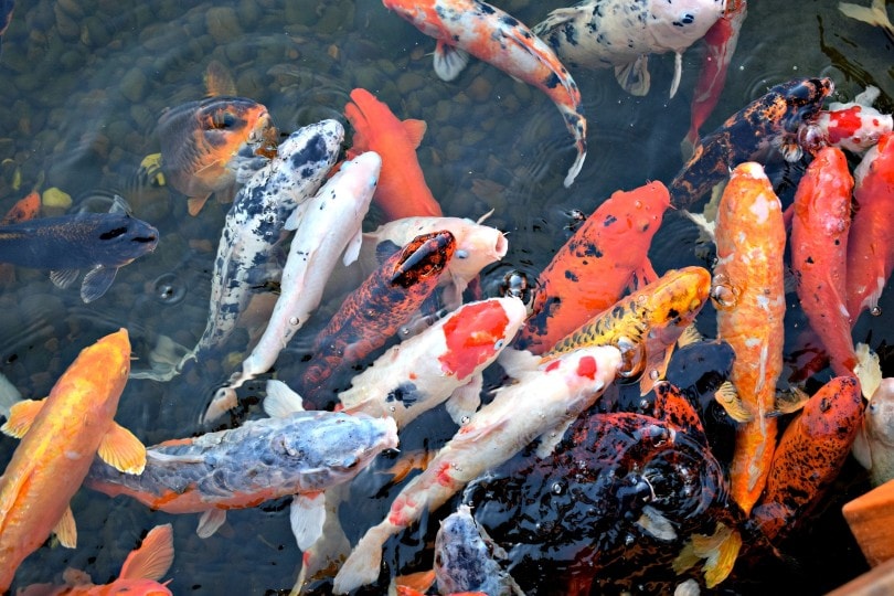 Koi fish in a pond