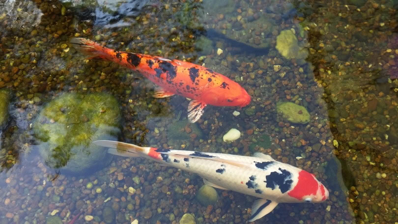Koi fish