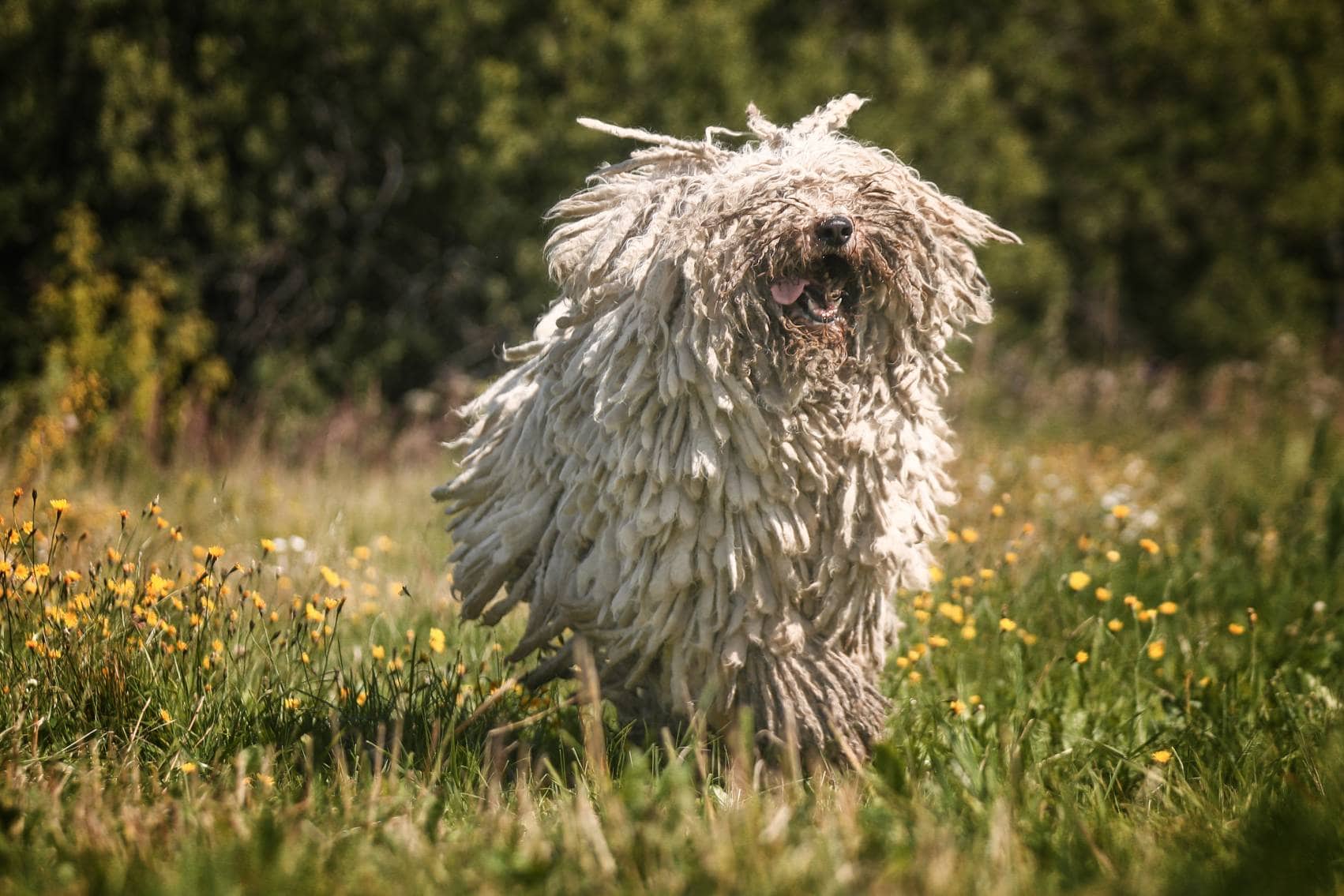 Komondor playing