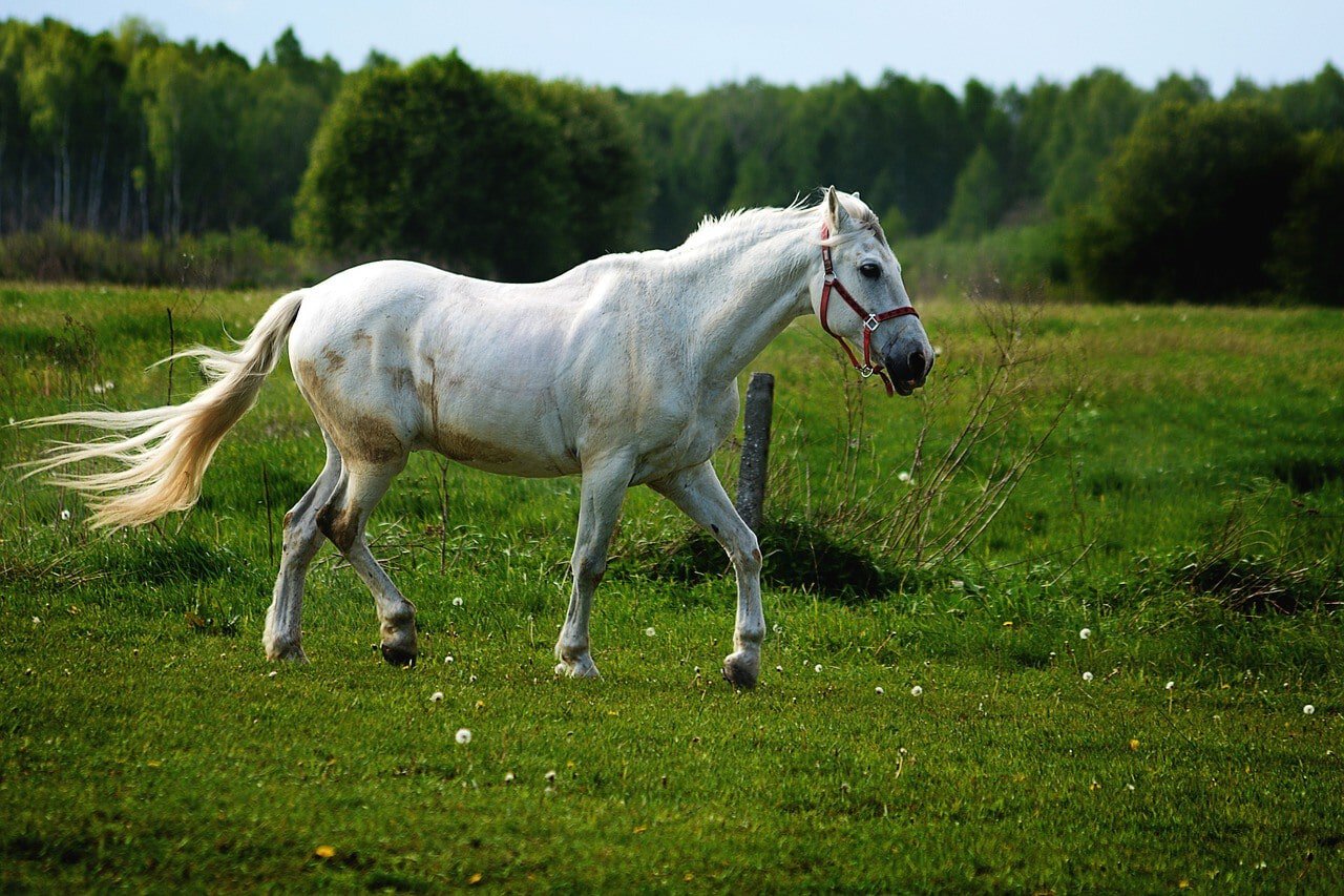 Konik horse