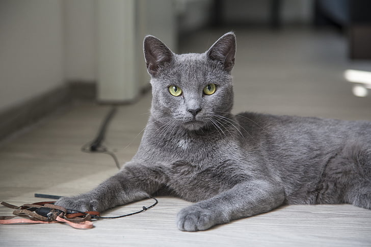 Korat Cat