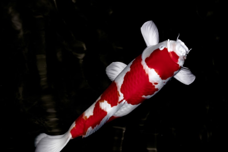 Koromo koi on dark background