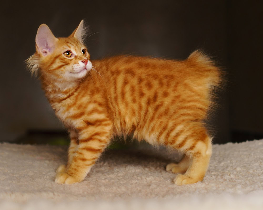 Kurilian Bobtail kitten