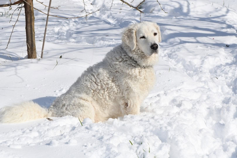 Kuvasz sitting in the snow