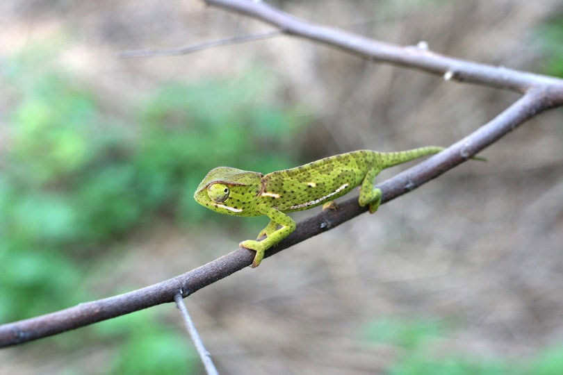 Kynsa dwarf chameleon