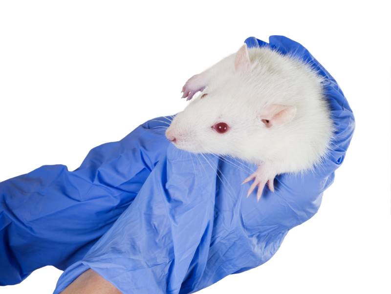Laboratory white rat strain Sprague Dawley rat in the hands of the scientist