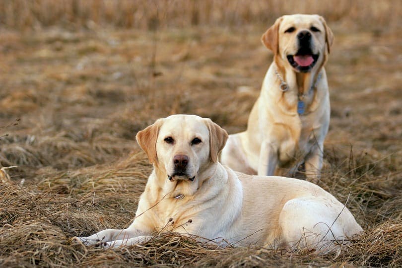 Labrador Retriever