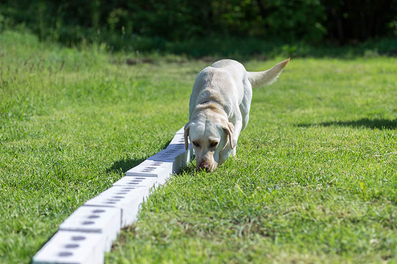 Labrador Retriever sniffs a row of containers in search of one with a hidden object