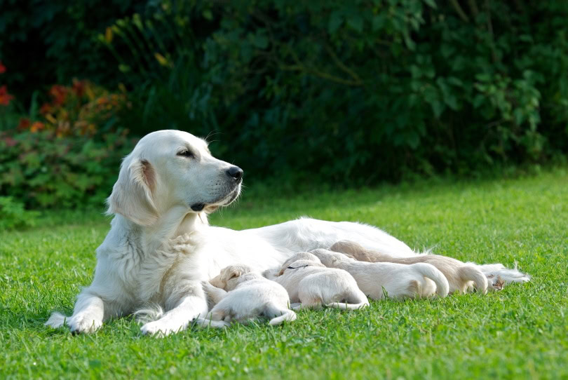 Labrador mother dog and her puppies