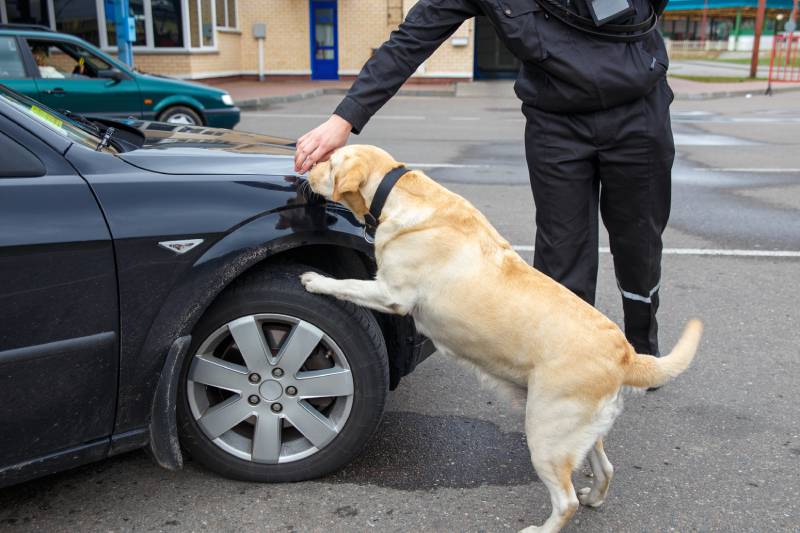 Labrador retriever Customs dog looking for items prohibited for transfer through the border