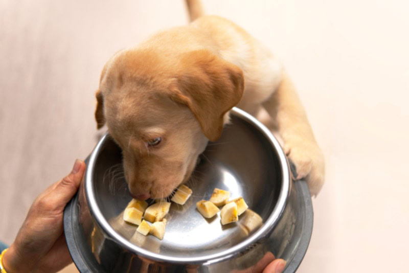 Labrador retriever puppy eating chopped bananas