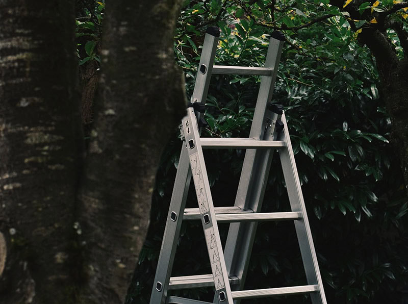 Ladder on a tree