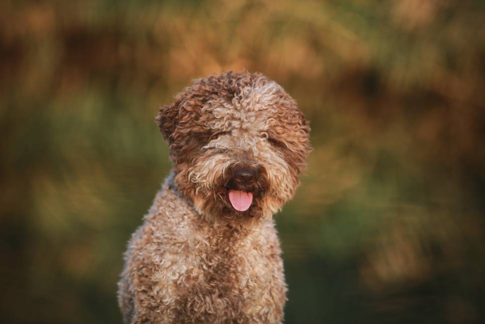 Lagotto Romagnolo close-up
