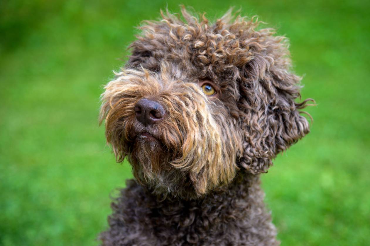 Lagotto-Romagnolo-side-view-close-up