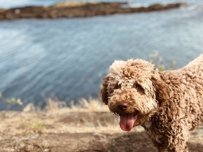 Lagotto-Romagnolo