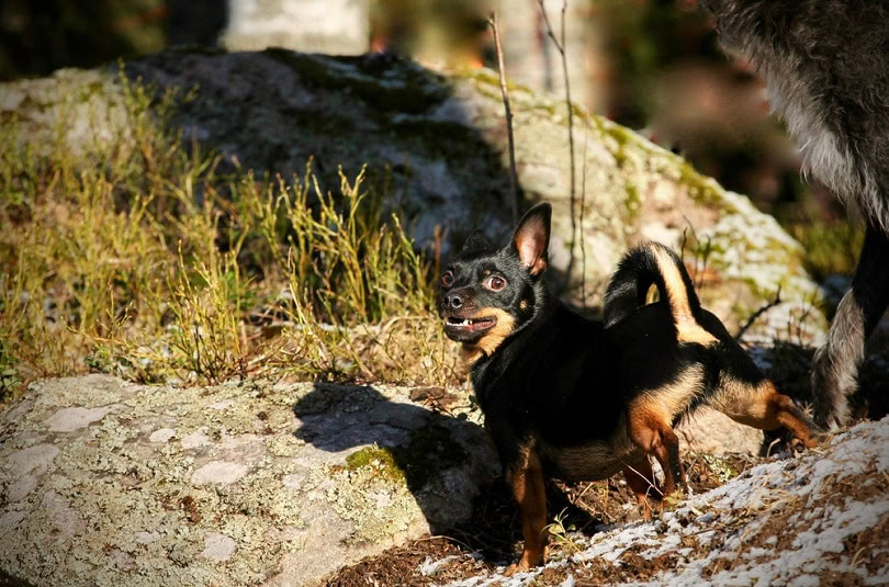 Lancashire heeler standing on a rock ready to run
