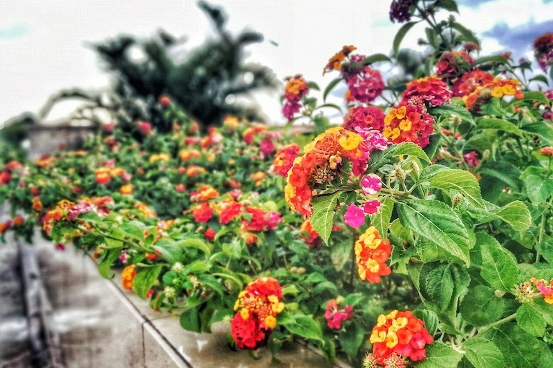 Lantana plant with flowers