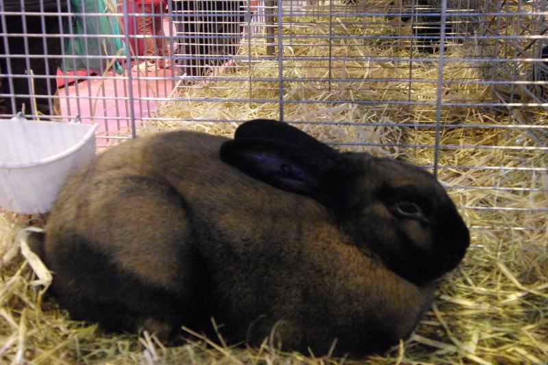 Thuringer Rabbit inside the cage