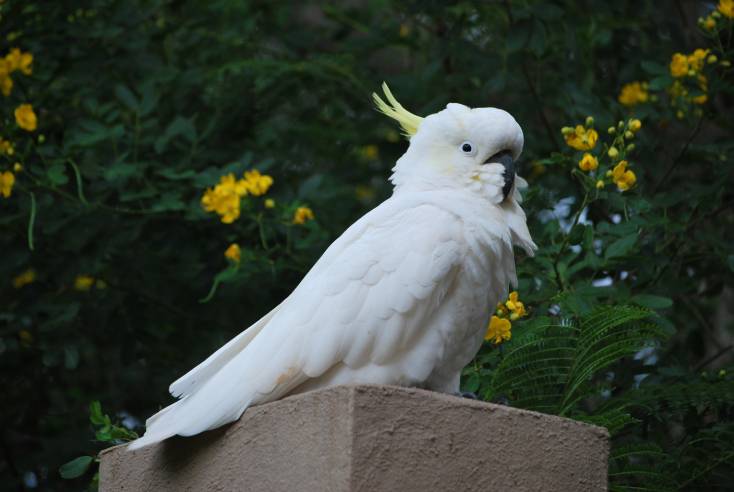 Large Cockatoo side view_YULIYAPHOTO_Shutterstock