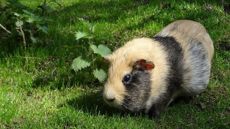 Large Guinea Pig