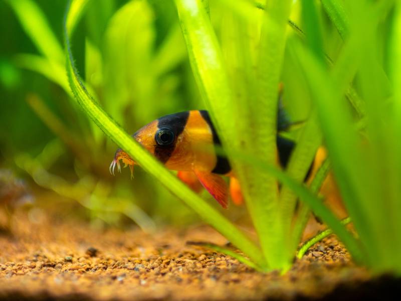 Large clown loach (Chromobotia macracanthus) hidden among the plants in a fish tank with blurred background
