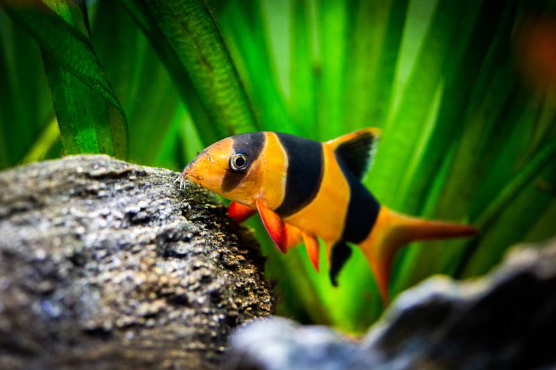 Large clown loach in fish tank