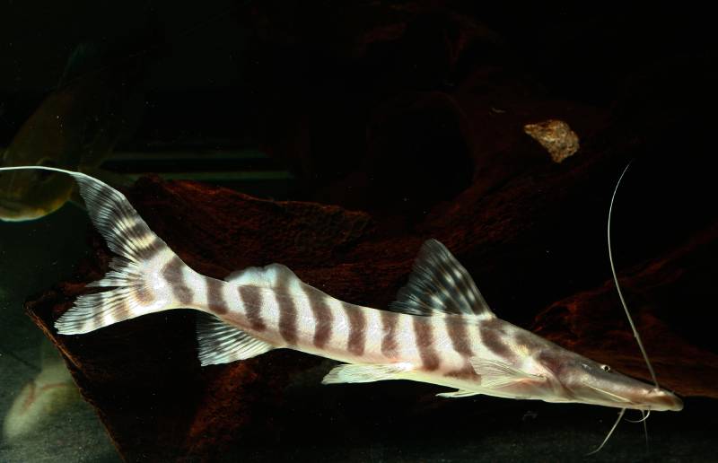 Large predatory Zebra shovelnose catfish