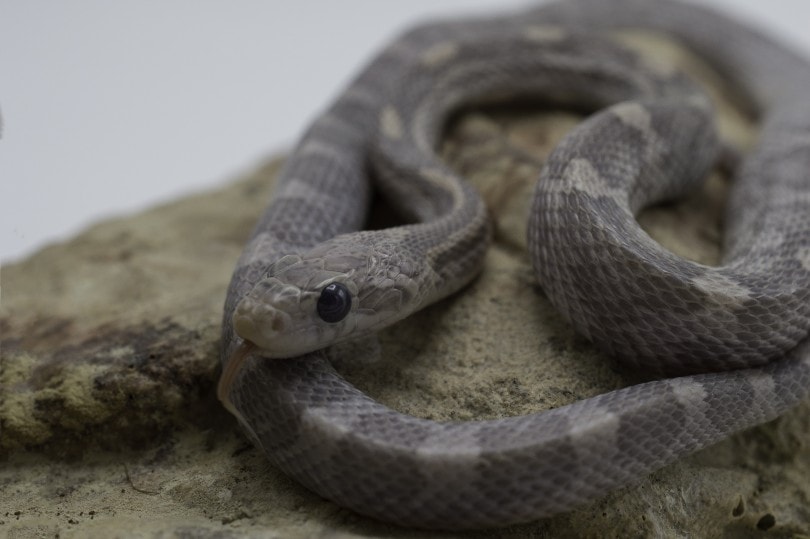 Lavender Corn Snake on a rock