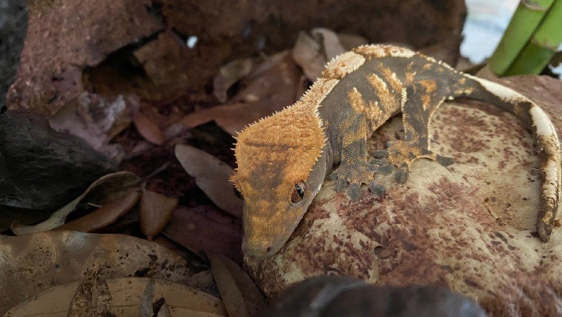 Lavender Crested Gecko