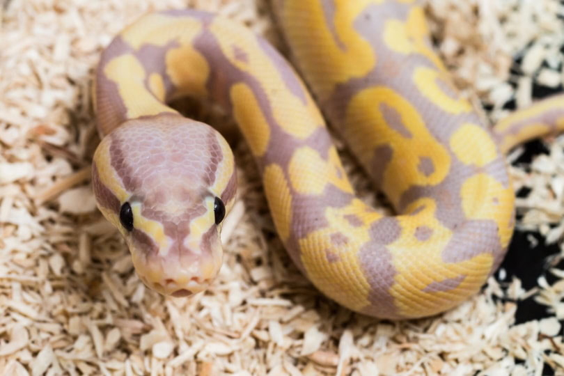 Lavender albino ball python