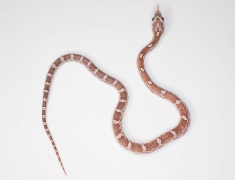 Lavender corn snake in white background