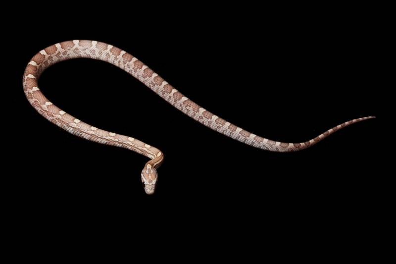 Lavender corn snake