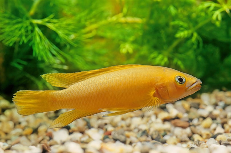 Lemon Cichlid