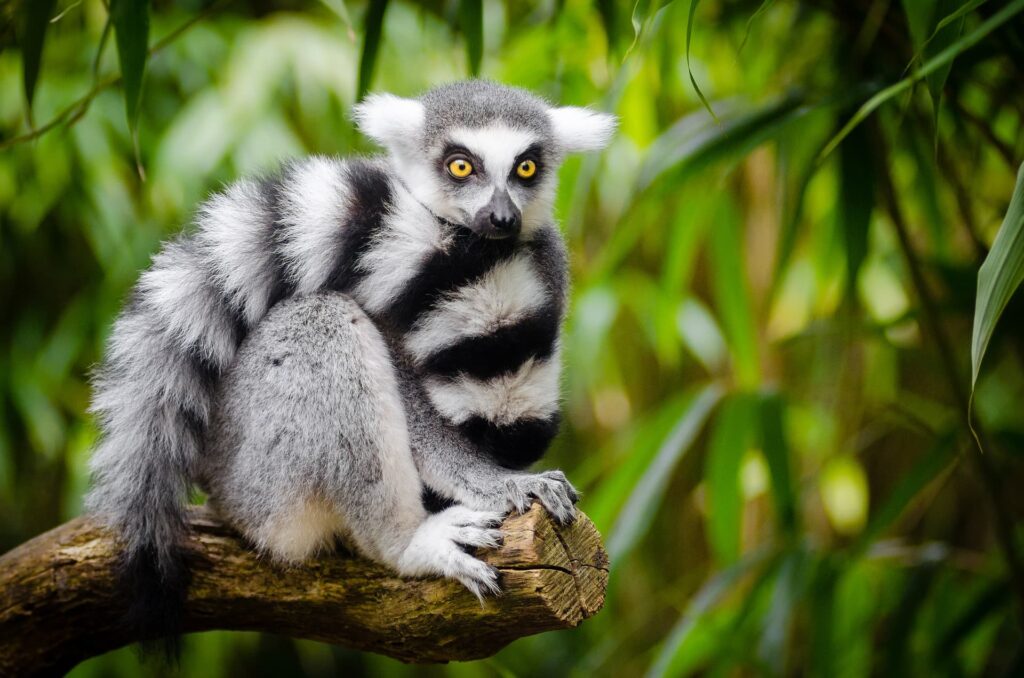 Lemurs front view_Pixabay