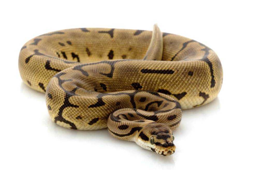 Leopard Ball Python front view_fivesports_Shutterstock