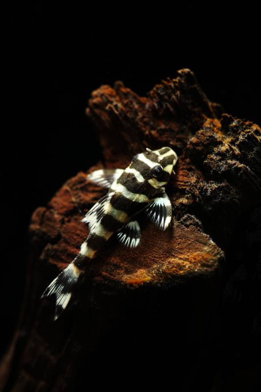 Leopard Frog Plecos (Peckoltia compta) on aquarium wood