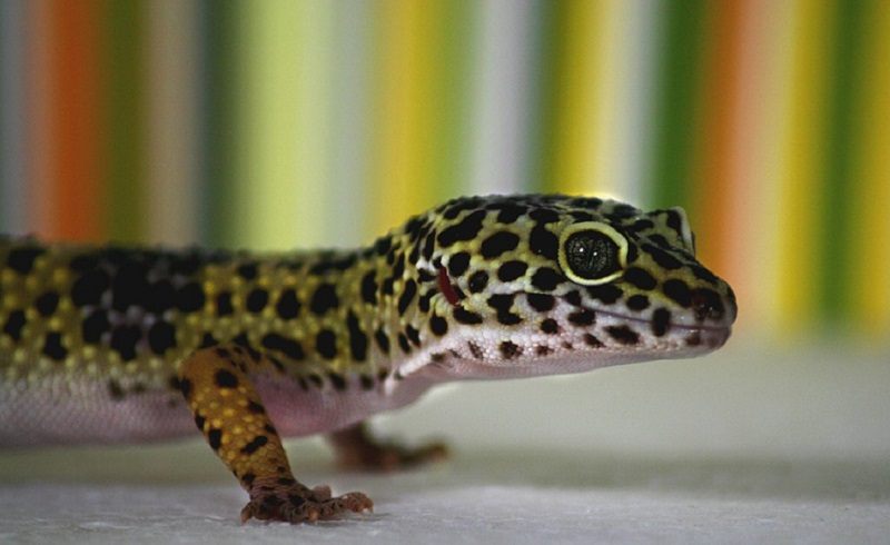 Leopard Gecko