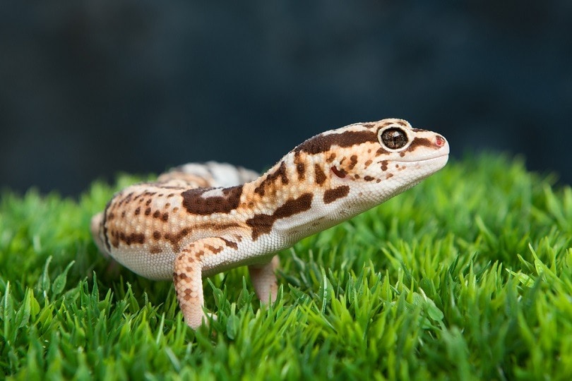 Leopard-Gecko_dragon_fang_shutterstock